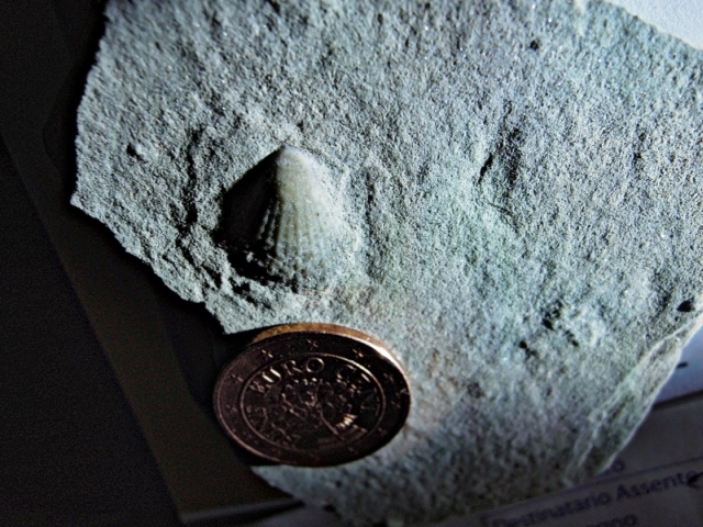 Bivalve del werfen